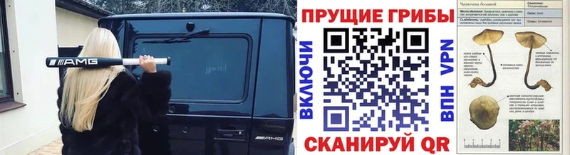 кракен как войти  даркнет сайт  Городовиковск  Галлюциногенные грибы Psilocybine cubensis 